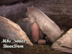 Horny gay animal sex with a pig in a nasty pen 